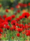 poppyfield.jpg (14665 bytes)